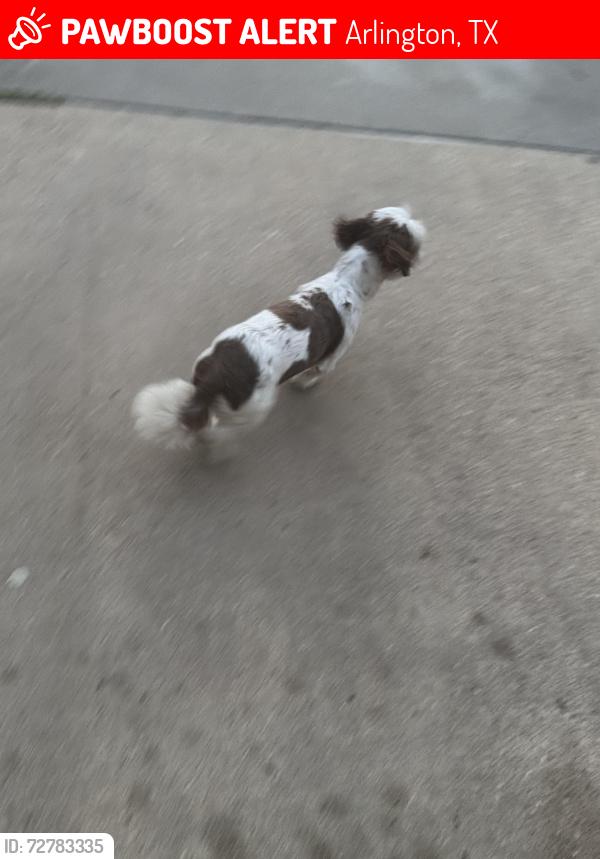 Lost Unknown Dog last seen Parkford Ln, Arlington, TX 76001