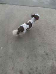 Lost Unknown Dog last seen Parkford Ln, Arlington, TX 76001