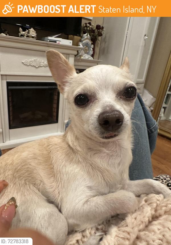 Found/Stray Male Dog last seen Steuban St, Staten Island, NY 10304