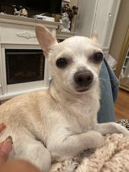Found/Stray Male Dog last seen Steuban St, Staten Island, NY 10304