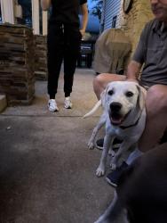 Found/Stray Female Dog last seen Carlton oaks and jones maltsberger, San Antonio, TX 78232