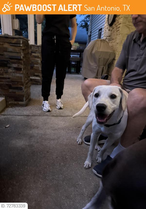 Found/Stray Female Dog last seen Carlton oaks and jones maltsberger, San Antonio, TX 78232
