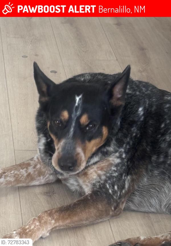 Lost Female Dog last seen Hwy 528/ Calle Baack, Bernalillo, NM 87004