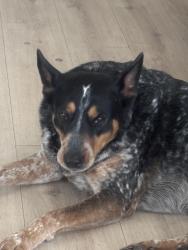 Lost Female Dog last seen Hwy 528/ Calle Baack, Bernalillo, NM 87004