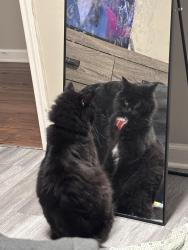 Lost Male Cat last seen Jackson ave, Endwell, NY 13760