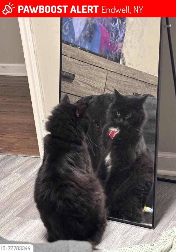 Lost Male Cat last seen Jackson ave, Endwell, NY 13760