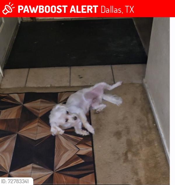 Lost Male Dog last seen Titch elementary School, Dallas, TX 75227
