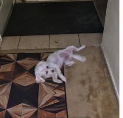 Lost Male Dog last seen Titch elementary School, Dallas, TX 75227