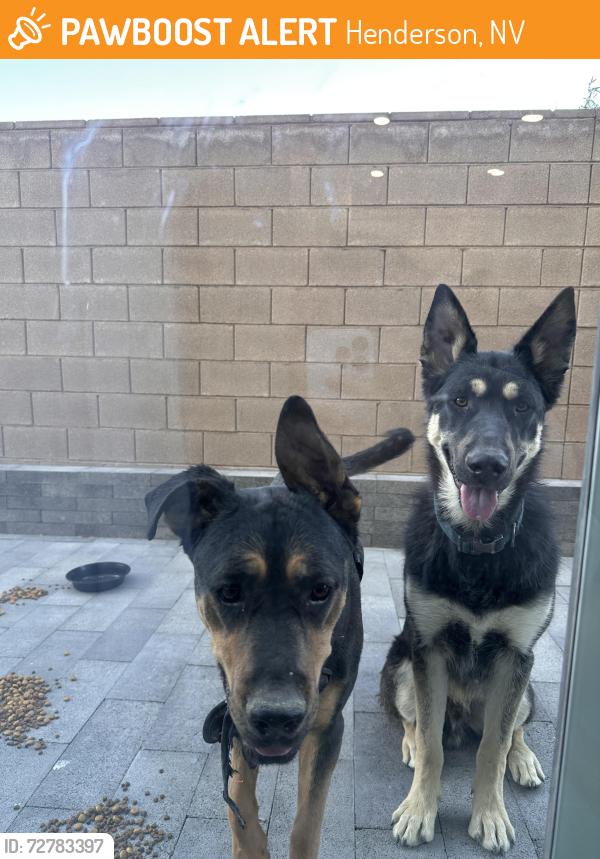 Found/Stray Unknown Dog last seen Inspirada, Henderson, NV 89044