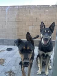 Found/Stray Unknown Dog last seen Inspirada, Henderson, NV 89044