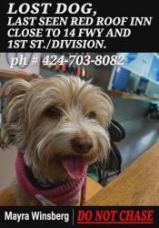 Lost Female Dog last seen Taco Bell on Palmdale and division , Palmdale, CA 93550