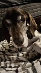Found/Stray Male Dog last seen 14th st and bell rd, Phoenix, AZ 85022
