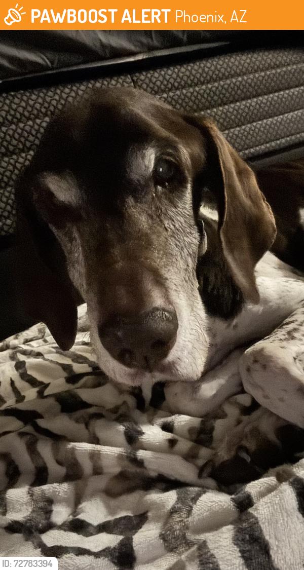 Found/Stray Male Dog last seen 14th st and bell rd, Phoenix, AZ 85022