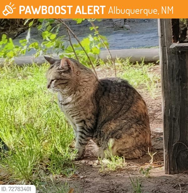 Found/Stray Male Cat last seen Kathryn and San Pedro , Albuquerque, NM 87106