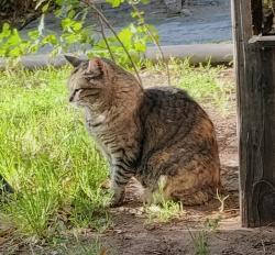 Found/Stray Male Cat last seen Kathryn and San Pedro , Albuquerque, NM 87106