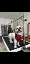 Lost Male Dog last seen Barrancas , Pensacola, FL 32507