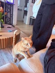 Found/Stray Unknown Cat last seen N Fairfax Ave and Fountain Ave, West Hollywood, CA 90046