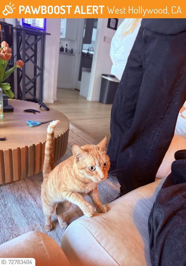 Found/Stray Unknown Cat last seen N Fairfax Ave and Fountain Ave, West Hollywood, CA 90046