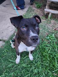 Found/Stray Male Dog last seen Sw 49th and May, Oklahoma City, OK 73119