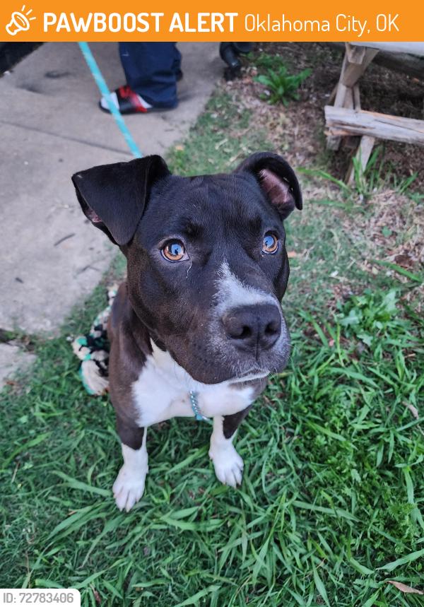 Found/Stray Male Dog last seen Sw 49th and May, Oklahoma City, OK 73119