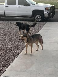 Found/Stray Male Dog last seen Freeland and Alexander , San Angelo, TX 76901