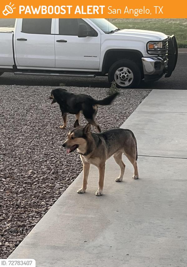 Found/Stray Male Dog last seen Freeland and Alexander , San Angelo, TX 76901