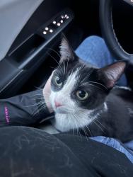 Found/Stray Unknown Cat last seen 25th & Nicollet, Minneapolis, MN 55404