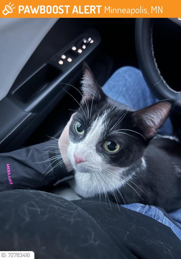 Found/Stray Unknown Cat last seen 25th & Nicollet, Minneapolis, MN 55404