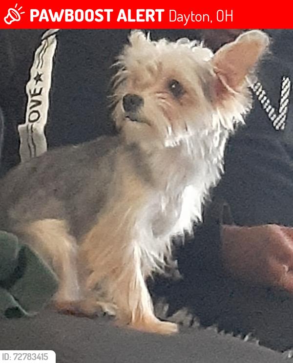 Lost Male Dog last seen W third street, Dayton, OH 45417