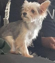 Lost Male Dog last seen W third street, Dayton, OH 45417