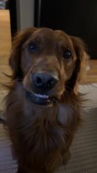 Lost Unknown Dog last seen Headed west, Pueblo West, CO 81007