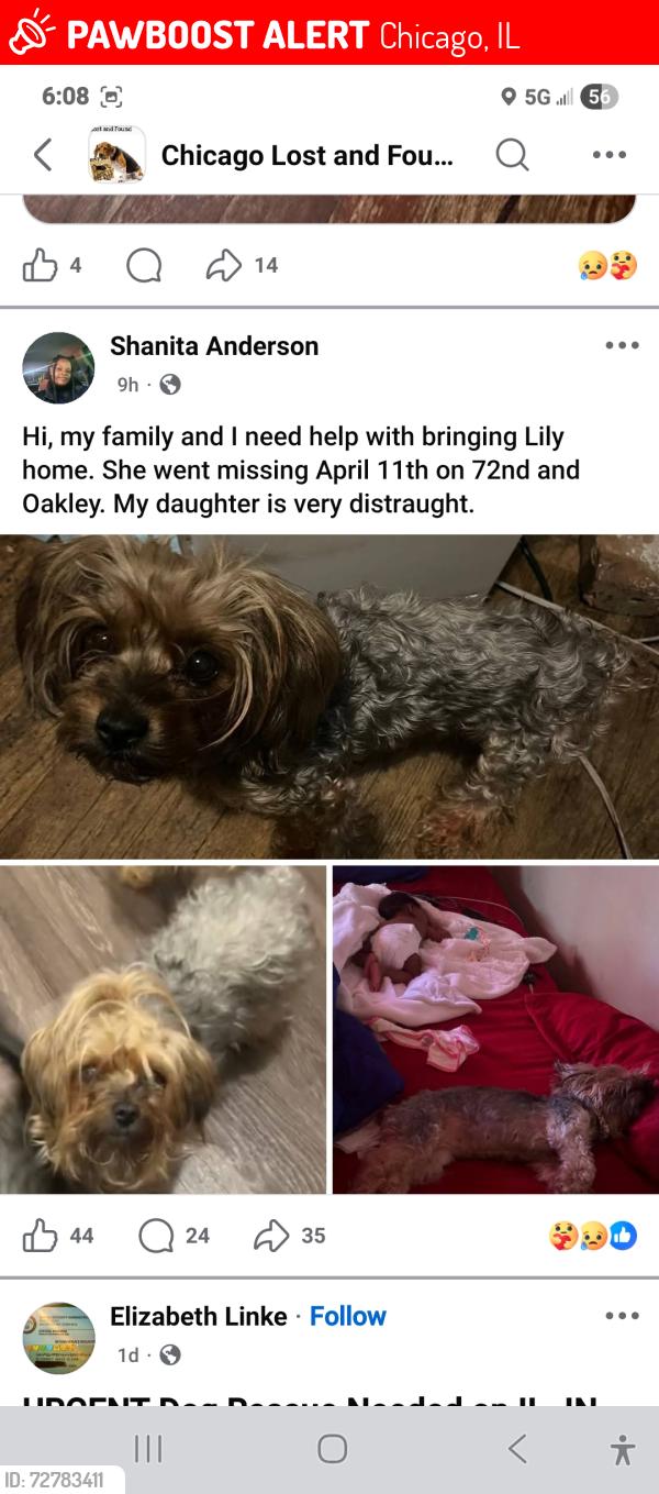 Lost Female Dog last seen Corner of 72nd and Oakley, Chicago, IL 60636