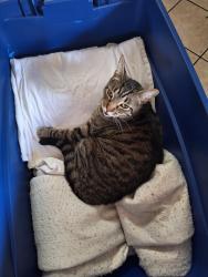 Lost Male Cat last seen 289th , Poteau, OK 74953
