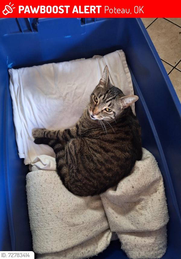 Lost Male Cat last seen 289th , Poteau, OK 74953