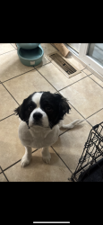 Lost Male Dog last seen Upper falls , Rochester, NY 14605