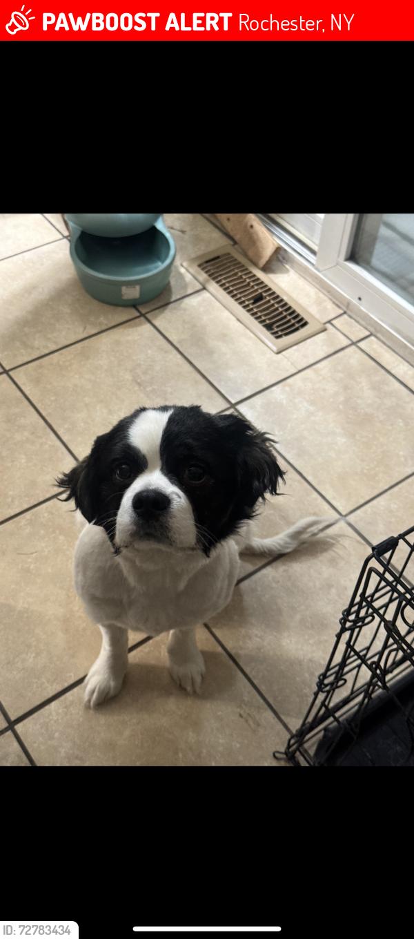 Lost Male Dog last seen Upper falls , Rochester, NY 14605