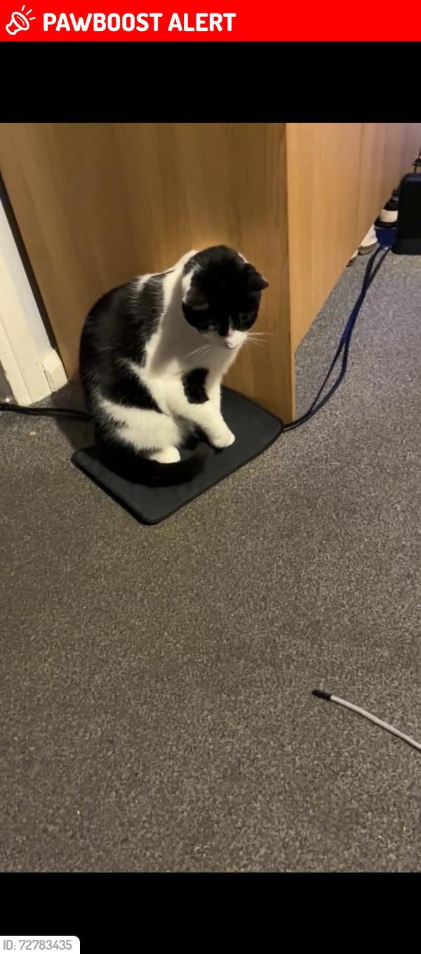 Lost Female Cat last seen Shaw primary school, Thurrock, England RM15 5QJ