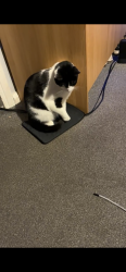 Lost Female Cat last seen Shaw primary school, Thurrock, England RM15 5QJ