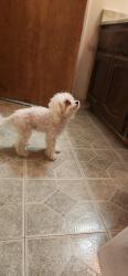 Lost Male Dog last seen Walnut ave, Winton, CA 95388