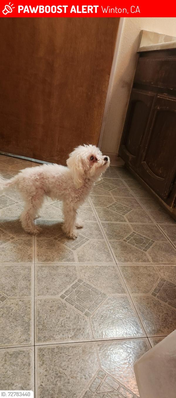 Lost Male Dog last seen Walnut ave, Winton, CA 95388