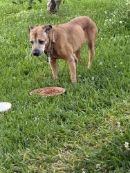 Found/Stray Unknown Dog last seen Pericles Street, Baton Rouge, LA 70808