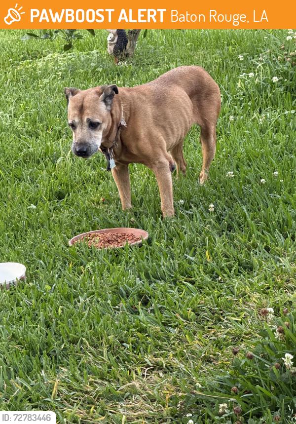 Found/Stray Unknown Dog last seen Pericles Street, Baton Rouge, LA 70808