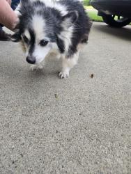 Found/Stray Male Dog last seen Graying way and sturgeon way , La Riviera, CA 95826