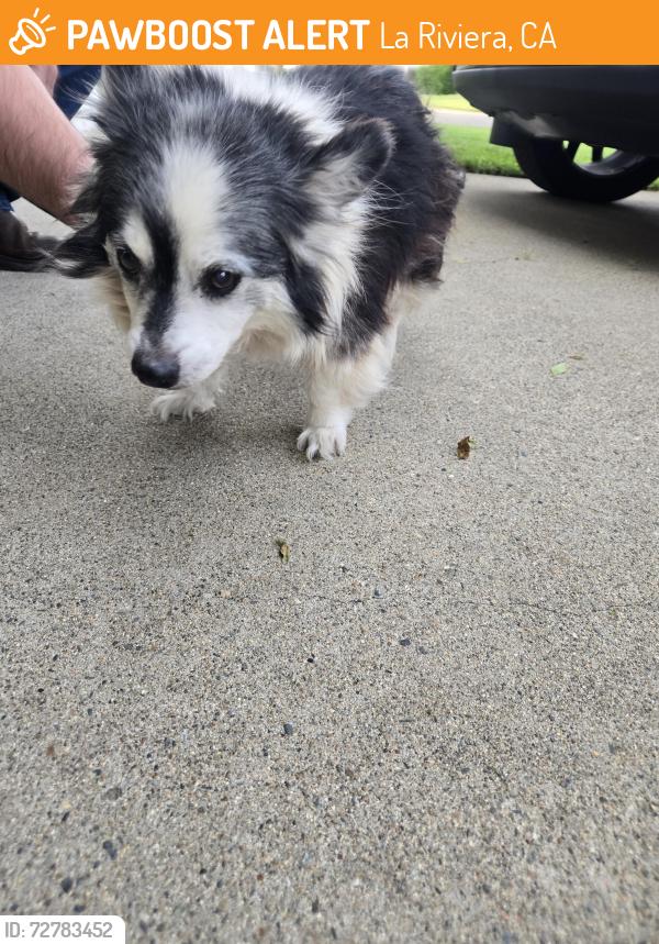 Found/Stray Male Dog last seen Graying way and sturgeon way , La Riviera, CA 95826