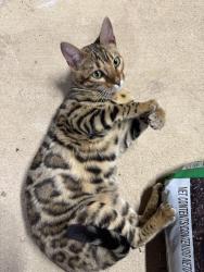 Found/Stray Unknown Cat last seen Elm & Oak, Orangevale, CA 95662