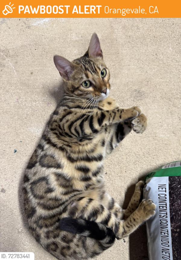 Found/Stray Unknown Cat last seen Elm & Oak, Orangevale, CA 95662