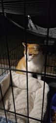 Found/Stray Unknown Cat last seen Off of 2301, Youngstown, FL 32466
