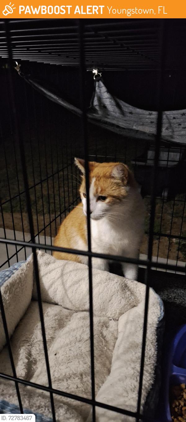 Found/Stray Unknown Cat last seen Off of 2301, Youngstown, FL 32466