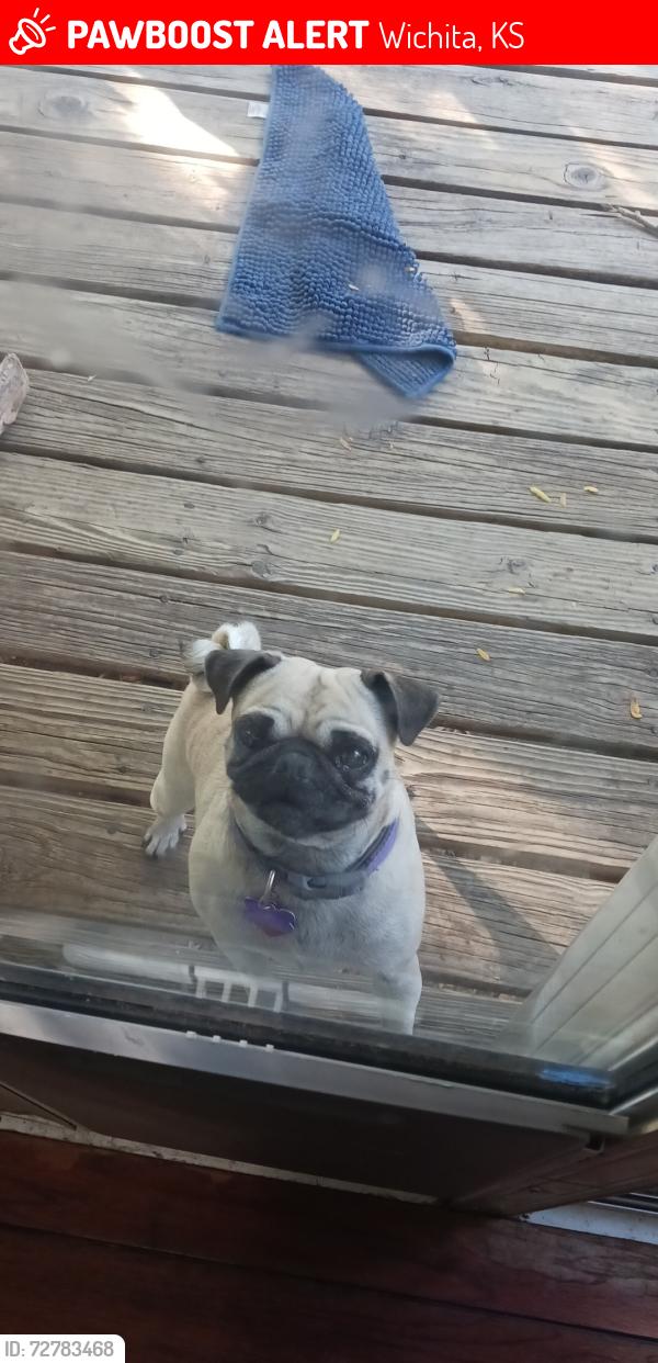 Lost Female Dog last seen Ridge , Wichita, KS 67212