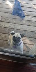 Lost Female Dog last seen Ridge , Wichita, KS 67212